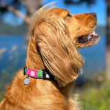 GOTCHA! Smart ID Collar - Tropical