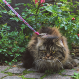 Cat Harness/Leash Set - Cherry Bloom