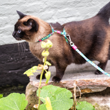 Cat Harness/Leash Set - Tropical