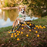 Multi Function Leash - Ducklings