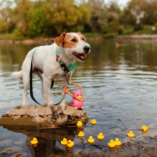 Bandana - Ducklings