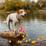 GOTCHA! Smart ID Collar - Ducklings