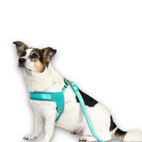 GOTCHA! Smart ID Q-Fit Harness - Matrix 2.0 Turquoise