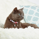 Smart ID Cat Collar - Cherry Bloom