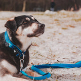 Multi Function Leash - Matrix Sky Blue