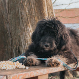 Multi Function Leash - Popcorn